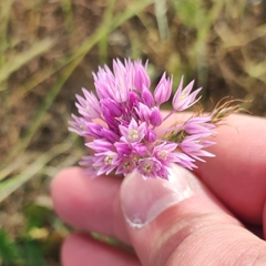 Allium rubellum (Allium rubellum)