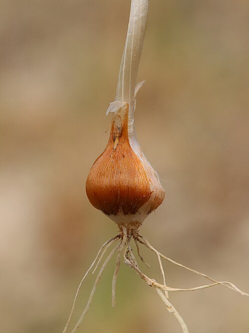 Allium rubellum: Луковица Allium rubellum. Дагестан, Табасаранский р-н, окр. с. Гелинбатан, остепнённый склон. 5 мая 2022