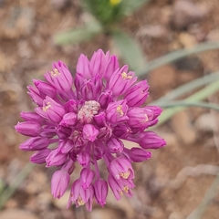 Allium rubellum (Allium rubellum)