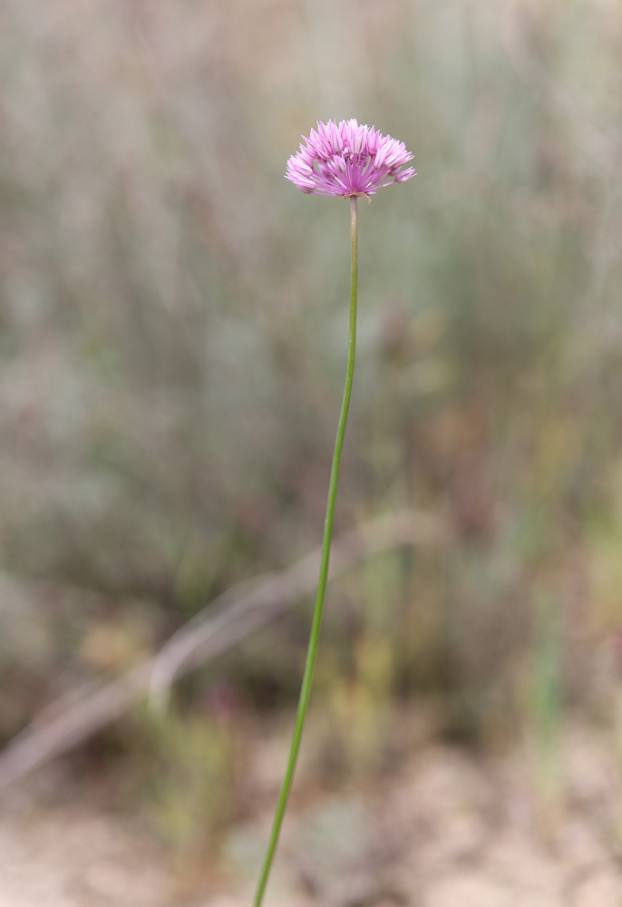Allium rubellum: Allium rubellum. Дагестан, Табасаранский р-н, окр. с. Гелинбатан, остепнённый склон. 5 мая 2022