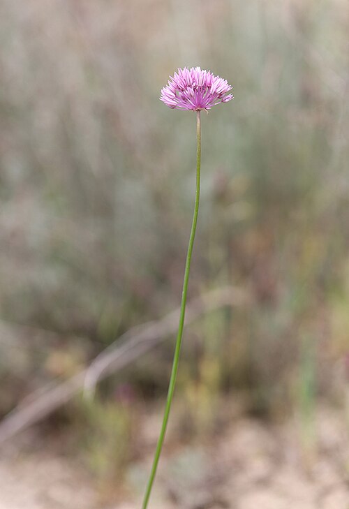 Allium rubellum: Allium rubellum. Дагестан, Табасаранский р-н, окр. с. Гелинбатан, остепнённый склон. 5 мая 2022