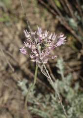 Allium rubellum (Allium rubellum)