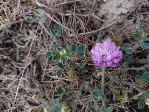 Allium rubellum (Allium rubellum)