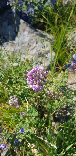 Allium rubens (Allium rubens)