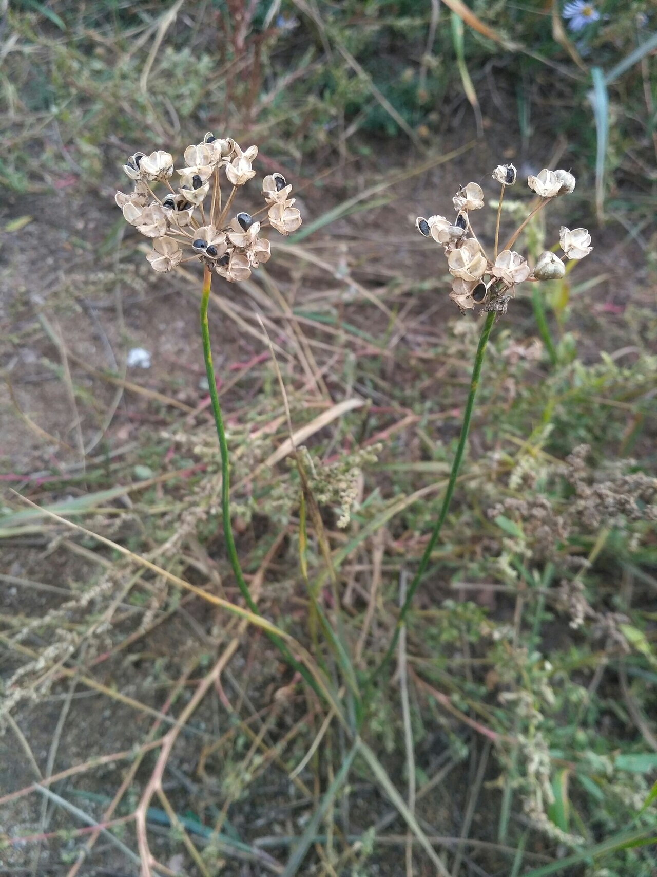 Allium rubens: Allium rubens