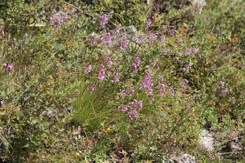 Allium rubens (Allium rubens)