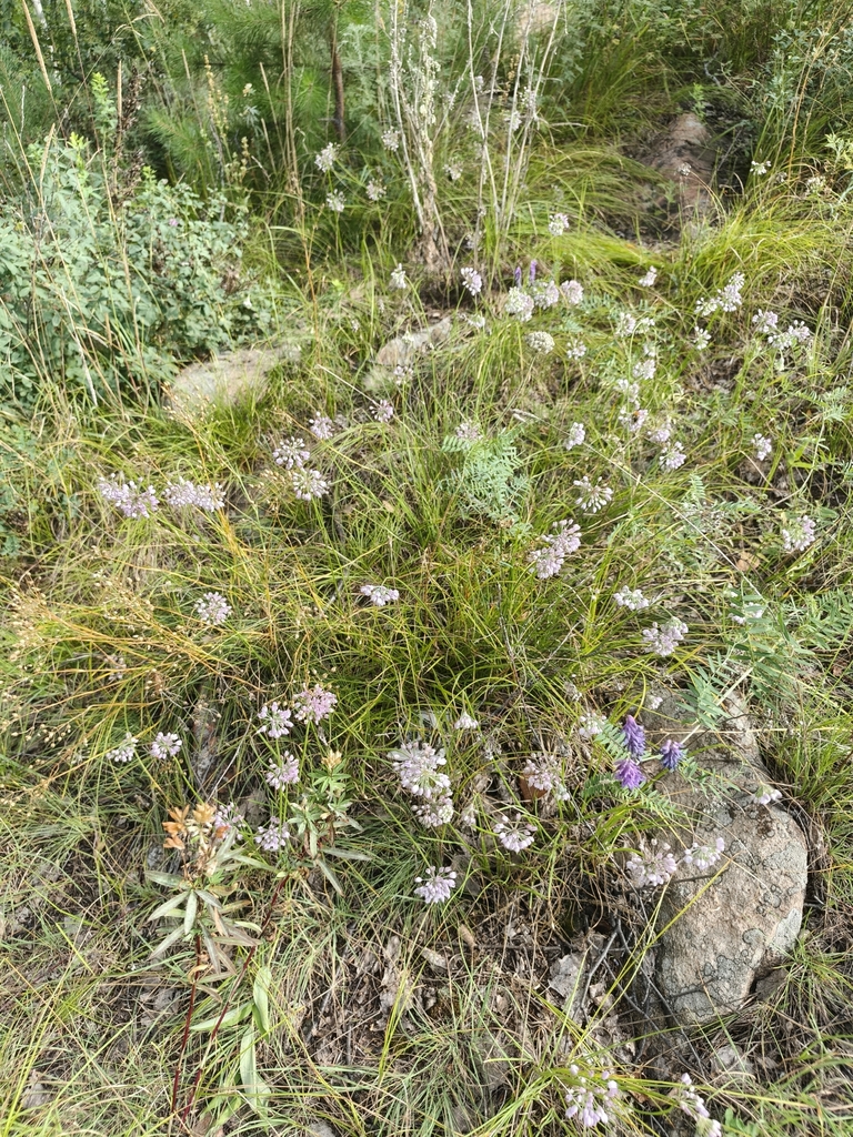 Allium rubens (Allium rubens)