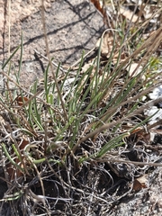 Allium rubens (Allium rubens)