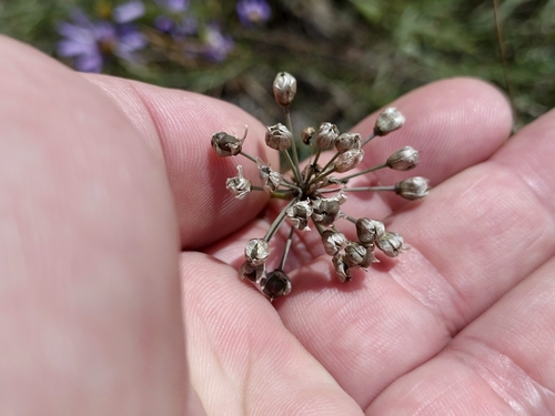 Allium rubens (Allium rubens)