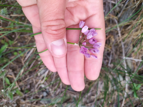Allium rubens (Allium rubens)