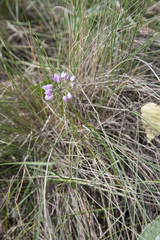 Allium rubens (Allium rubens)