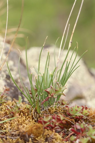 Allium rubens (Allium rubens)