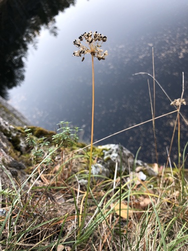 Allium rubens (Allium rubens)