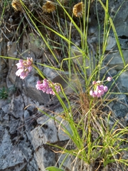 Allium rubens (Allium rubens)