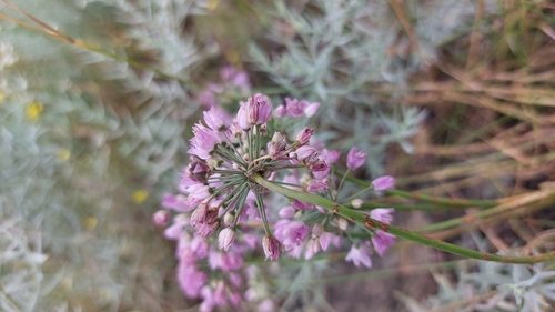 Allium rubens (Allium rubens)