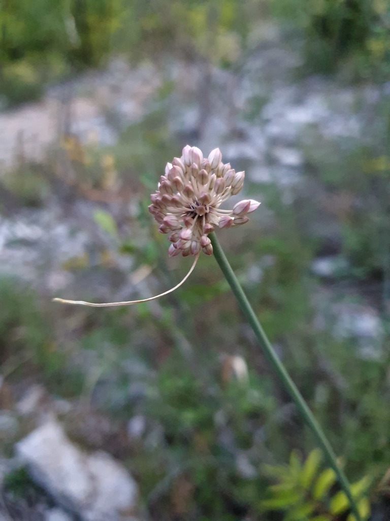 Allium rubriflorum (Allium rubriflorum)