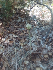 Allium rupestre (Allium rupestre)