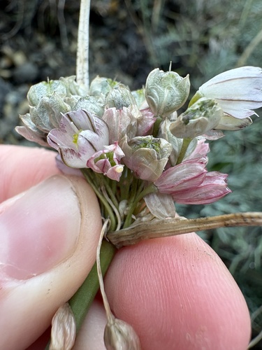 Allium rupestre (Allium rupestre)