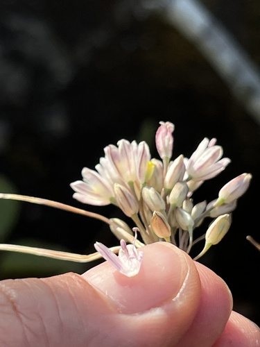 Allium rupestre (Allium rupestre)