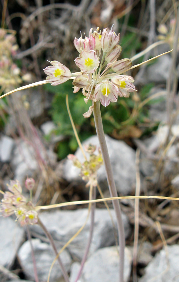Allium rupestre: Верхушка побега Allium rupestre с соцветием. Крым, окр. Ялты, заповедник "Мыс Мартьян". 22 августа 2011