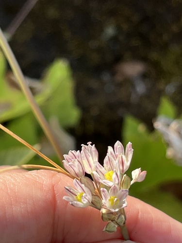 Allium rupestre (Allium rupestre)