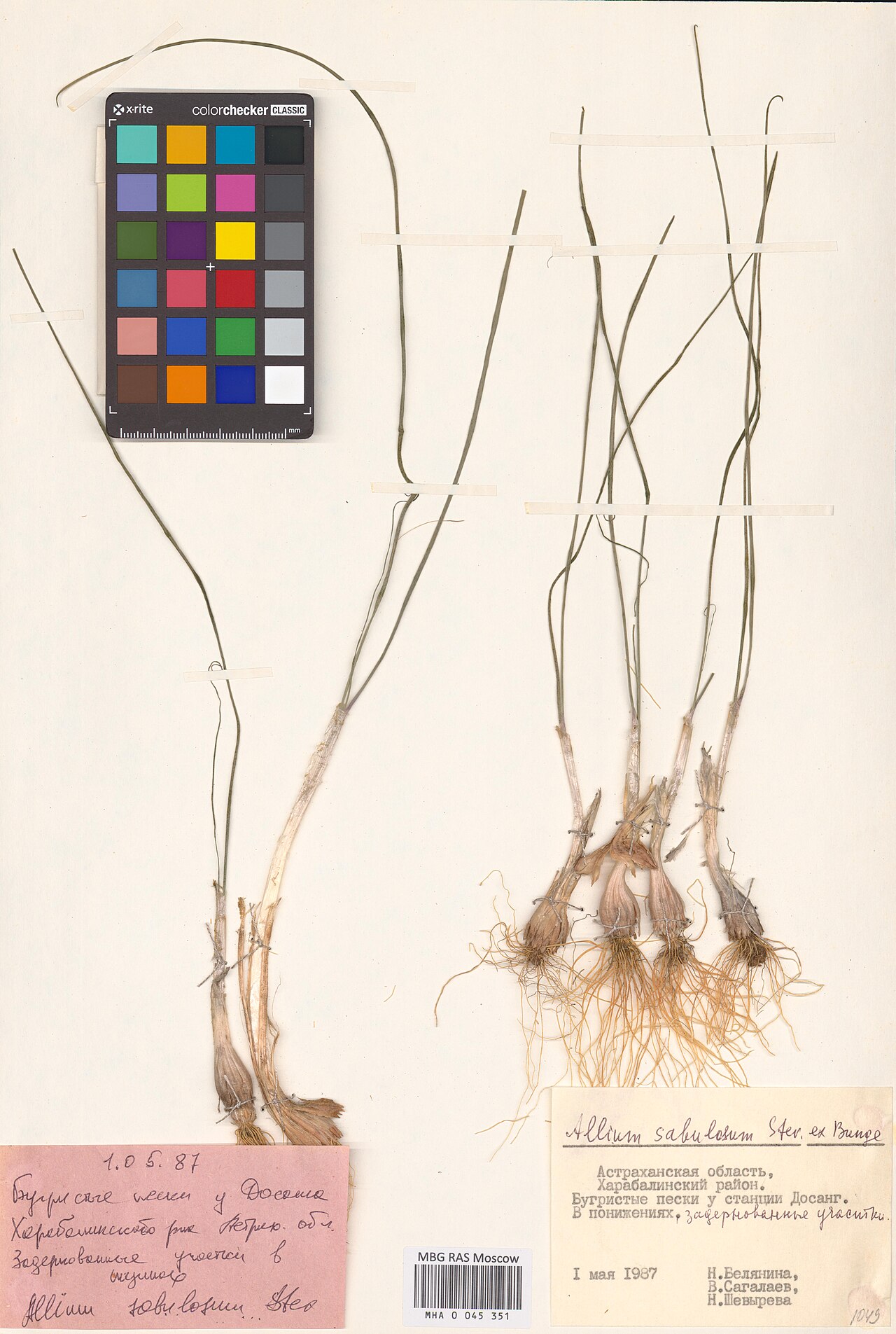 Allium sabulosum: Allium sabulosum — Herbarium specimen from Астраханская область, Харабалинский район, бугристые пески у станции Досанг, в понижениях, задернованные участки, Rus