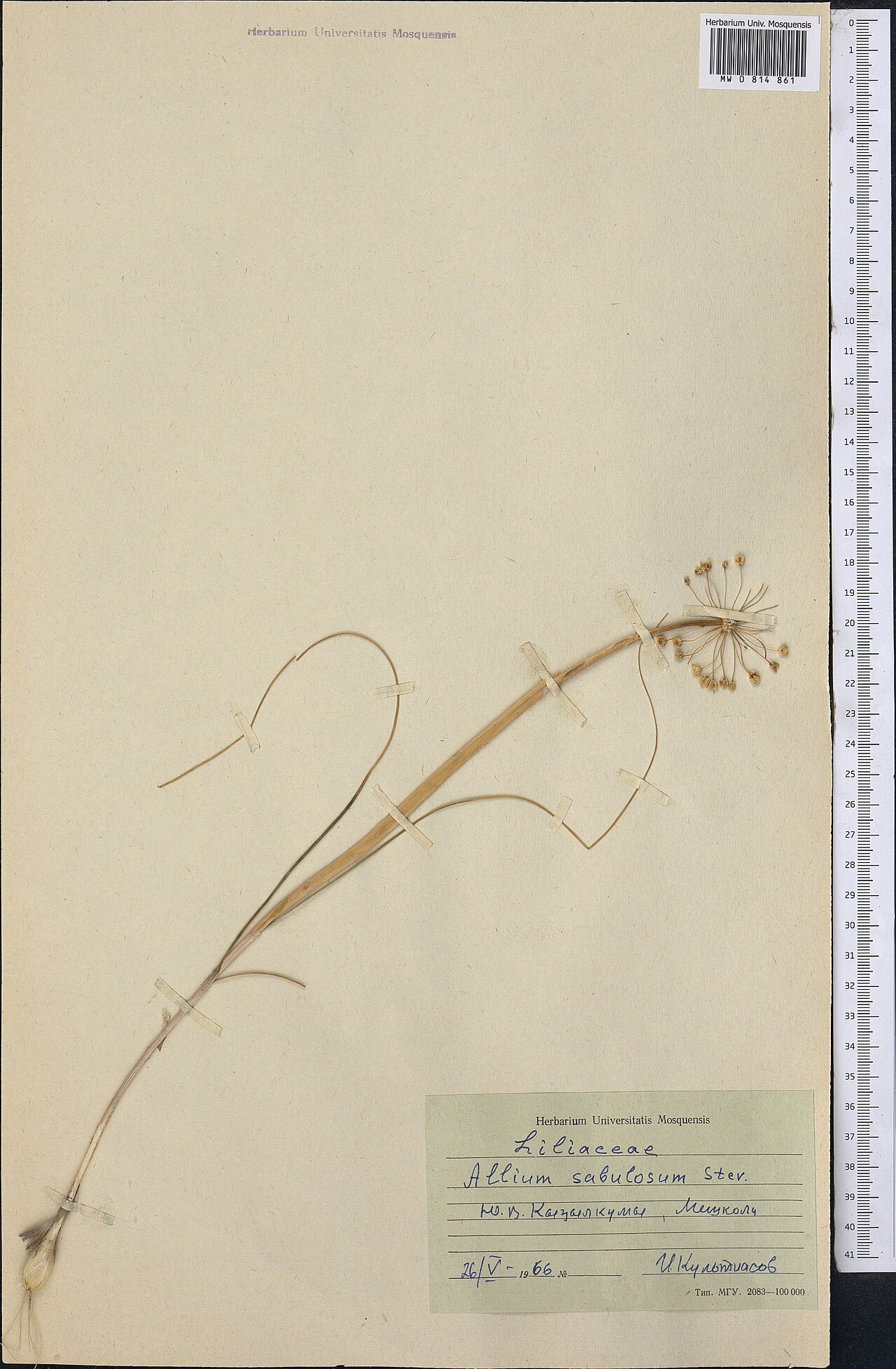 Allium sabulosum: Allium sabulosum — Herbarium specimen from Kazakhstan. Collected by Kul'tiasov I. (1966-05-26). Recorded in GBIF occurrence 1798986601 .