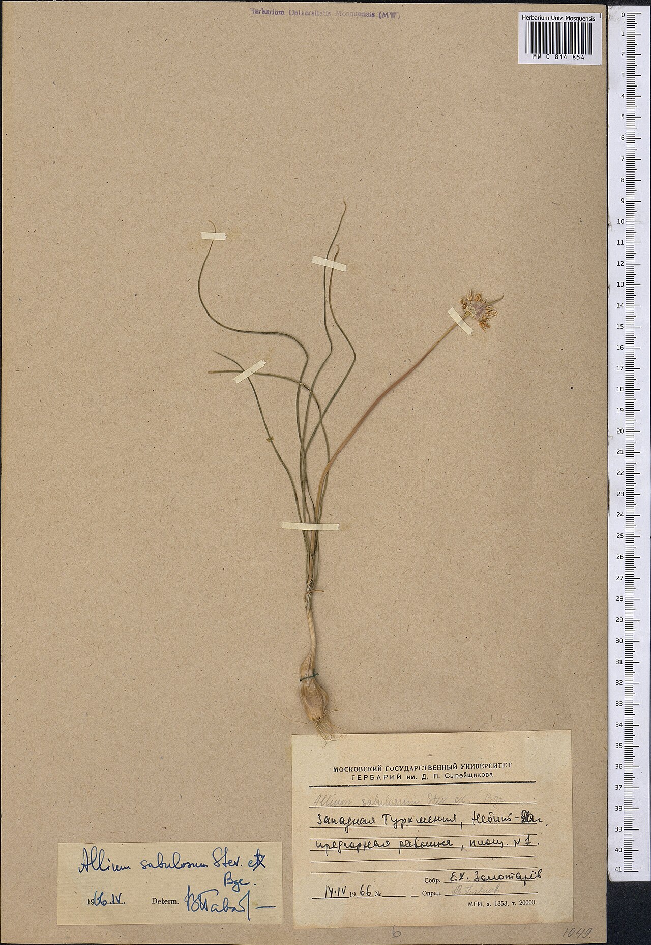 Allium sabulosum: Allium sabulosum — Herbarium specimen from Turkmenistan. Collected by Zolotarev E. H. (1966-04-14). Recorded in GBIF occurrence 1798986607 .