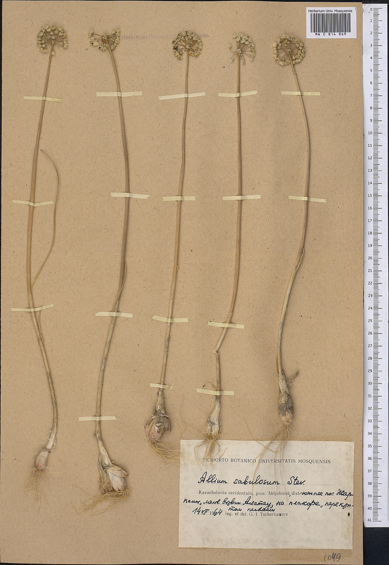 Allium sabulosum: Allium sabulosum — Herbarium specimen from Kazakhstan. Collected by Tscherkassova G. I. (1964-07-14). Recorded in GBIF occurrence 1798986589 .
