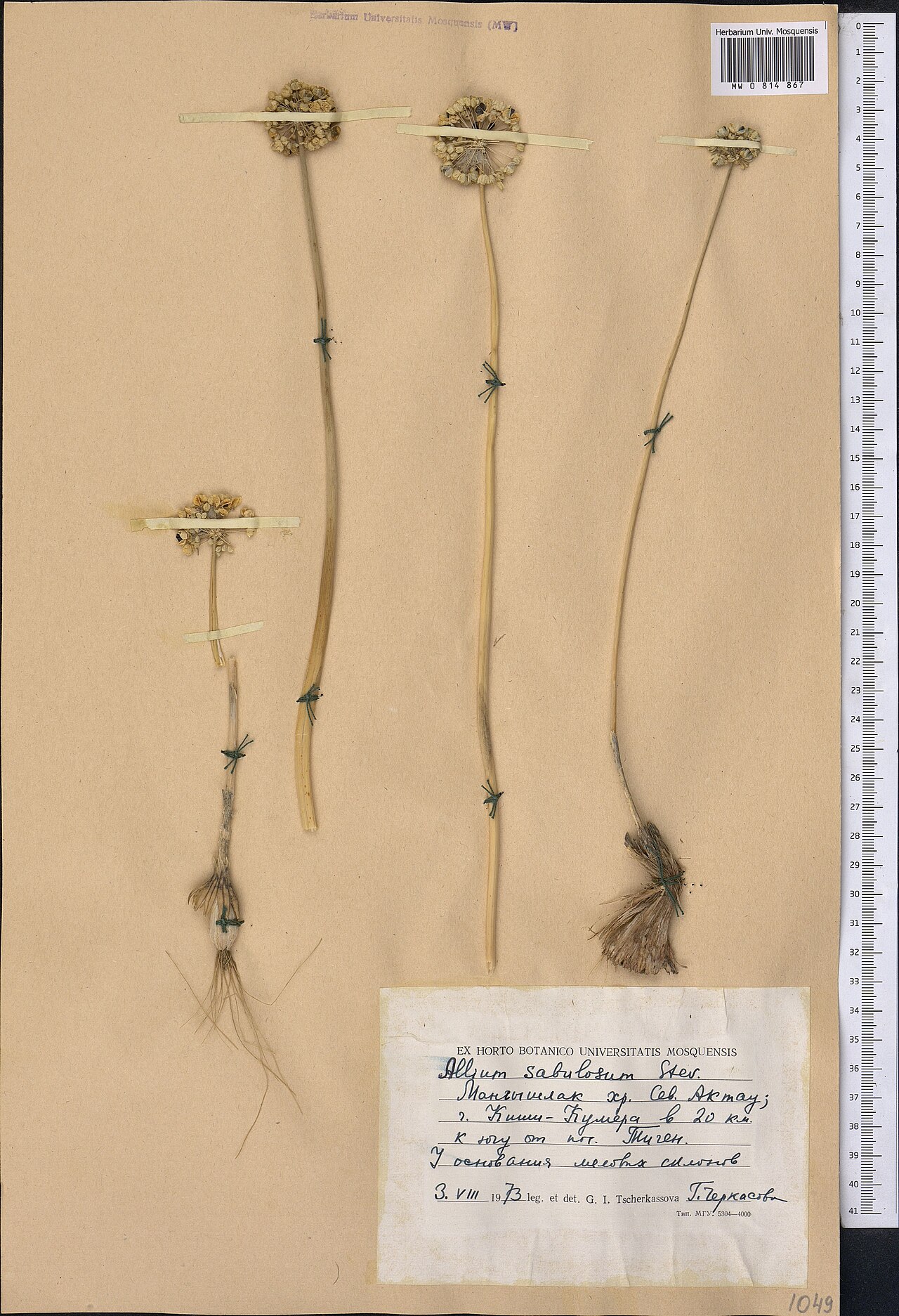 Allium sabulosum: Allium sabulosum — Herbarium specimen from Kazakhstan. Collected by Tscherkassova G. I. (1973-08-03). Recorded in GBIF occurrence 1798986635 .