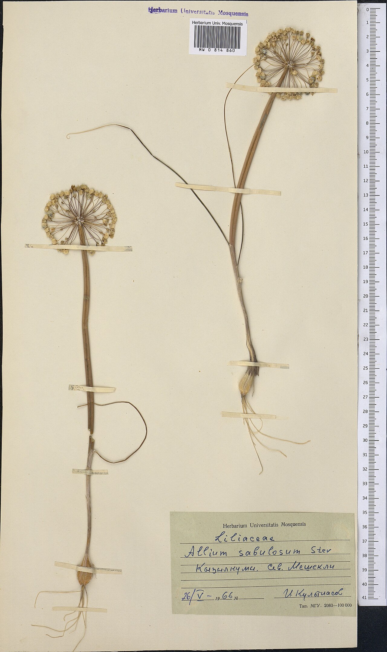 Allium sabulosum: Allium sabulosum — Herbarium specimen from Kazakhstan. Collected by Kul'tiasov I. (1966-05-26). Recorded in GBIF occurrence 1798986640 .