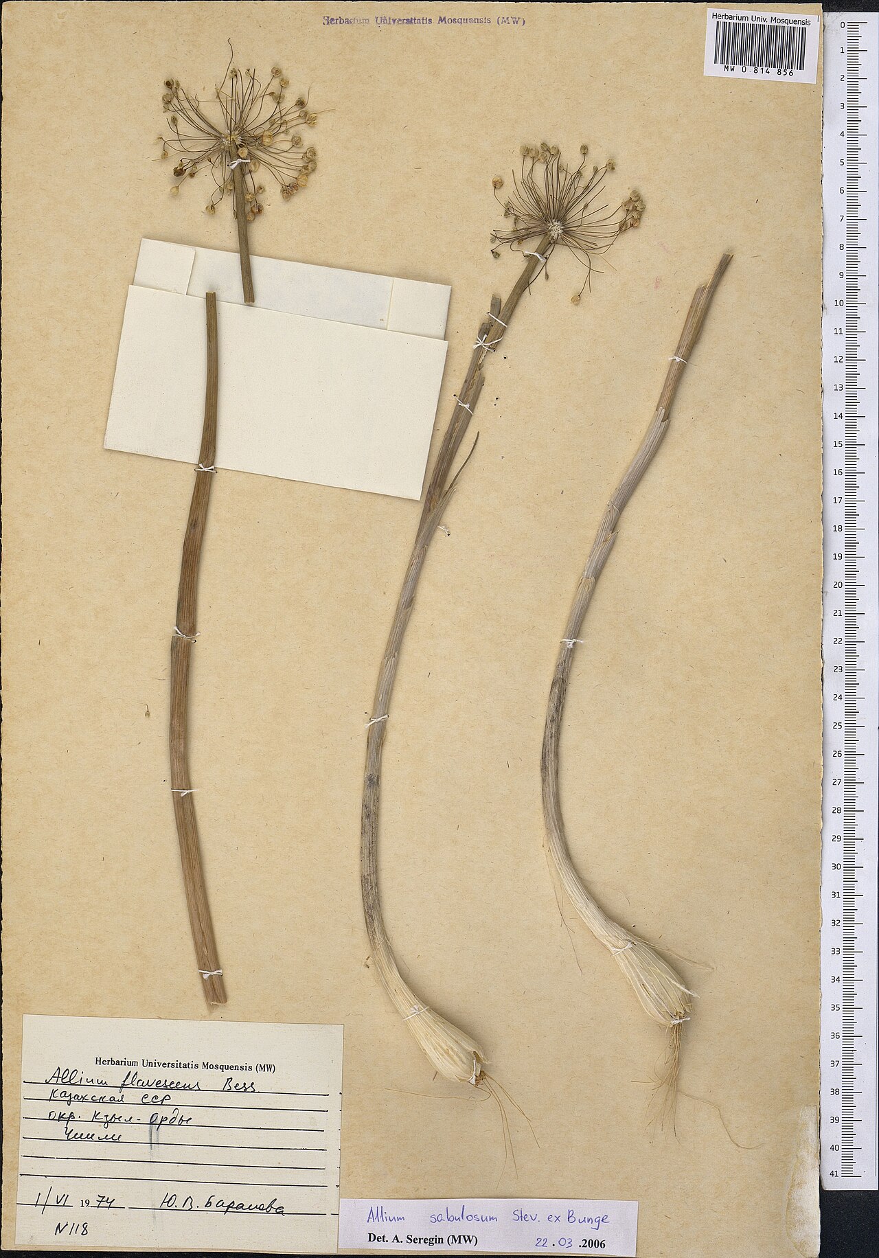 Allium sabulosum: Allium sabulosum — Herbarium specimen from Kazakhstan. Collected by Baranova Yu. V. (1974-06-01). Recorded in GBIF occurrence 1798986579 .