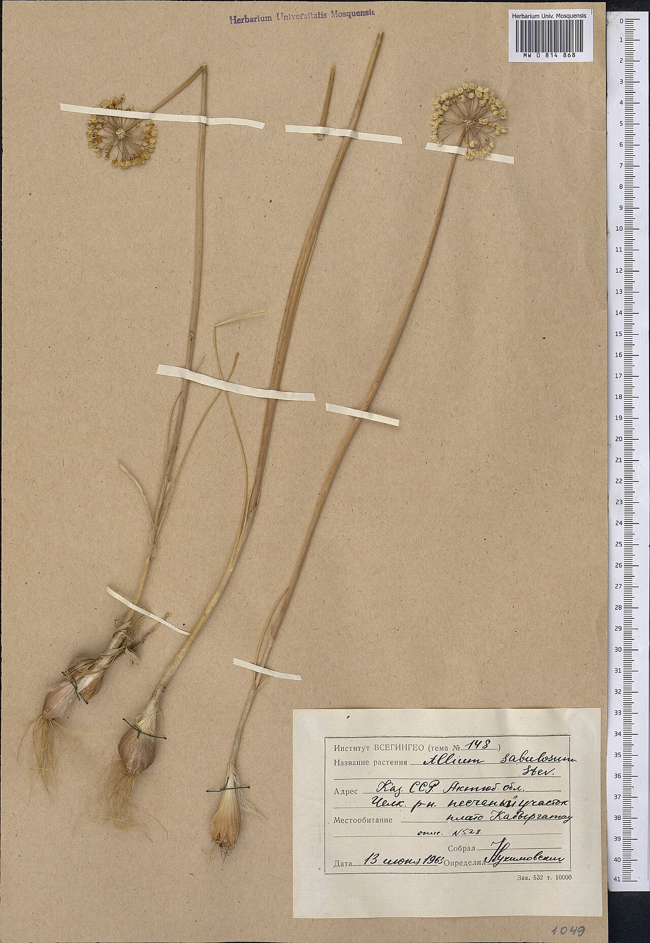 Allium sabulosum: Allium sabulosum — Herbarium specimen from Kazakhstan. Collected by Nuhimovskiy (1963-06-13). Recorded in GBIF occurrence 1798986606 .