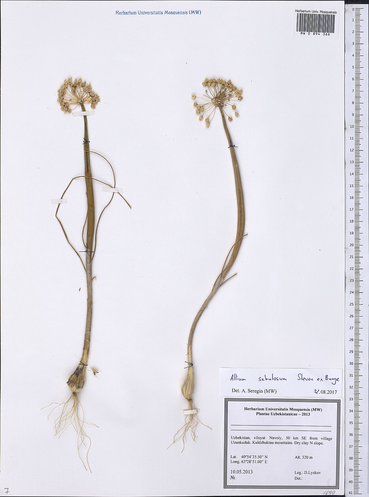 Allium sabulosum: Allium sabulosum — Herbarium specimen from Uzbekistan. Collected by Lyskov D. (2013-05-10). Recorded in GBIF occurrence 1799066076 .