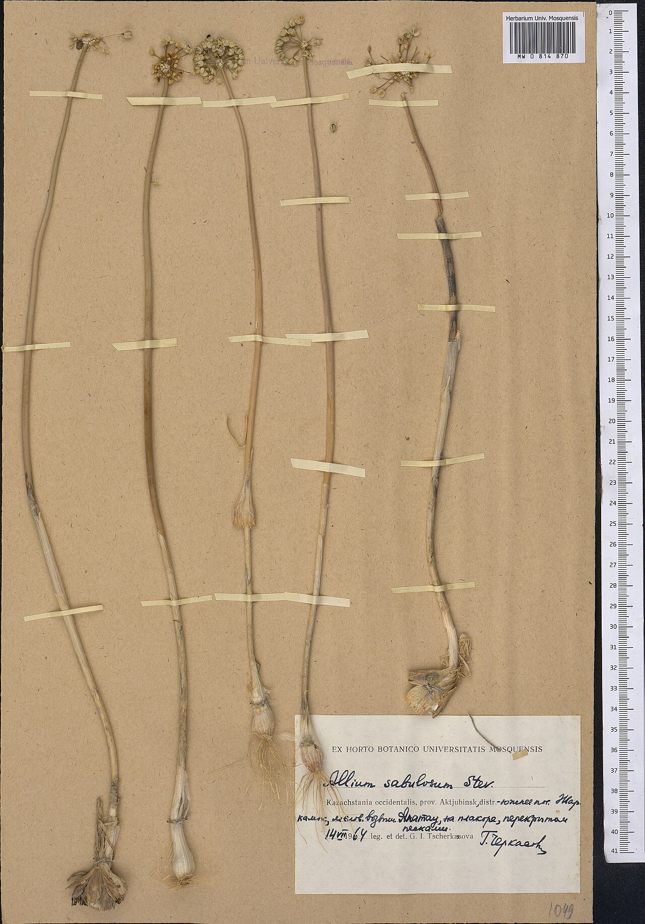 Allium sabulosum: Allium sabulosum — Herbarium specimen from Kazakhstan. Collected by Tscherkassova G. I. (1964-07-14). Recorded in GBIF occurrence 1798986619 .