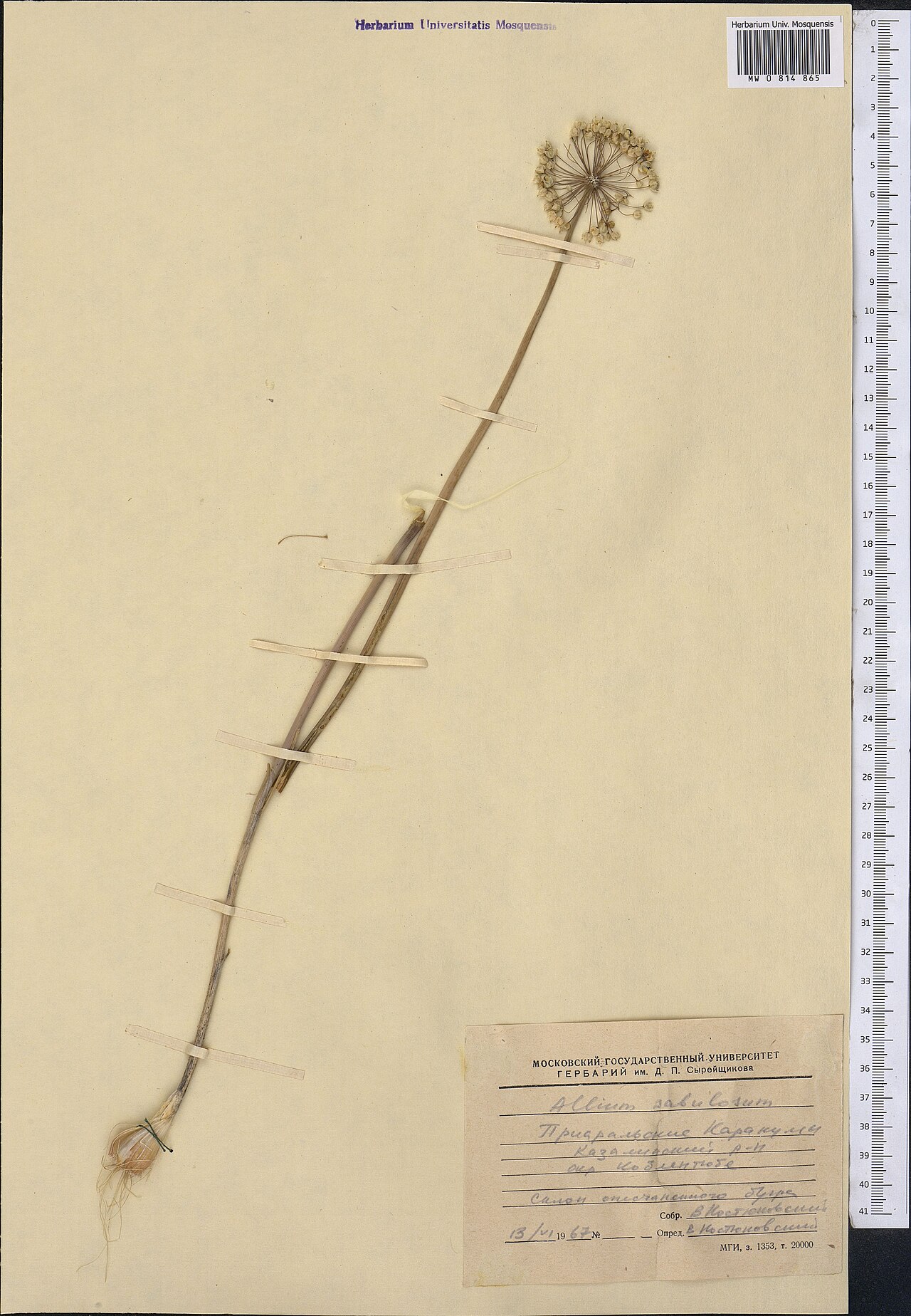 Allium sabulosum: Allium sabulosum — Herbarium specimen from Kazakhstan. Collected by Kostyukovskiy V. (1967-06-13). Recorded in GBIF occurrence 1798986610 .