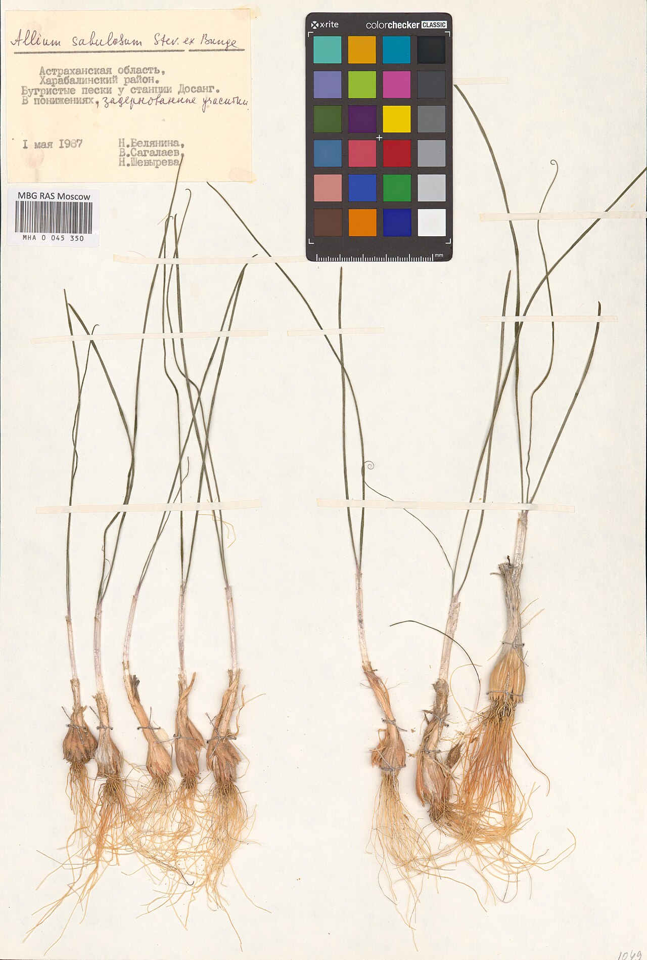 Allium sabulosum: Allium sabulosum — Herbarium specimen from Астраханская область, Харабалинский район, бугристые пески у станции Досанг, в понижениях, задернованные участки, Rus