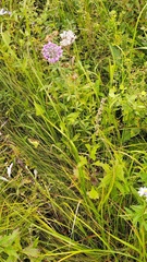 Triangular chive (Allium sacculiferum)