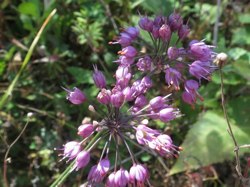 Triangular chive (Allium sacculiferum)