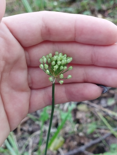 Triangular chive (Allium sacculiferum)