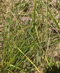 Triangular chive (Allium sacculiferum)