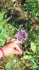 Triangular chive (Allium sacculiferum)