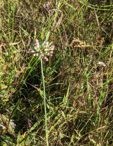 Triangular chive (Allium sacculiferum)