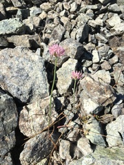Sanborn's onion (Allium sanbornii)