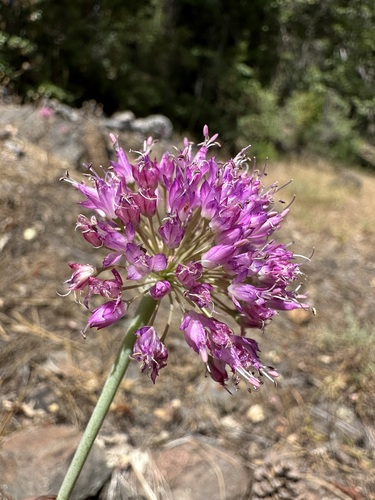 Sanborn's onion (Allium sanbornii)