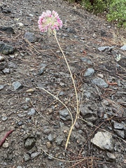 Sanborn's onion (Allium sanbornii)