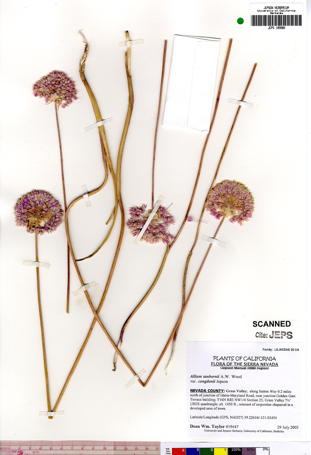 Sanborn's onion: Allium sanbornii var. congdonii herbarium specimen
