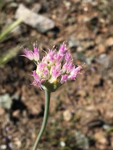 Sanborn's onion (Allium sanbornii)