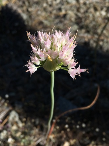 Sanborn's onion (Allium sanbornii)