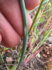 Sanborn's onion (Allium sanbornii)